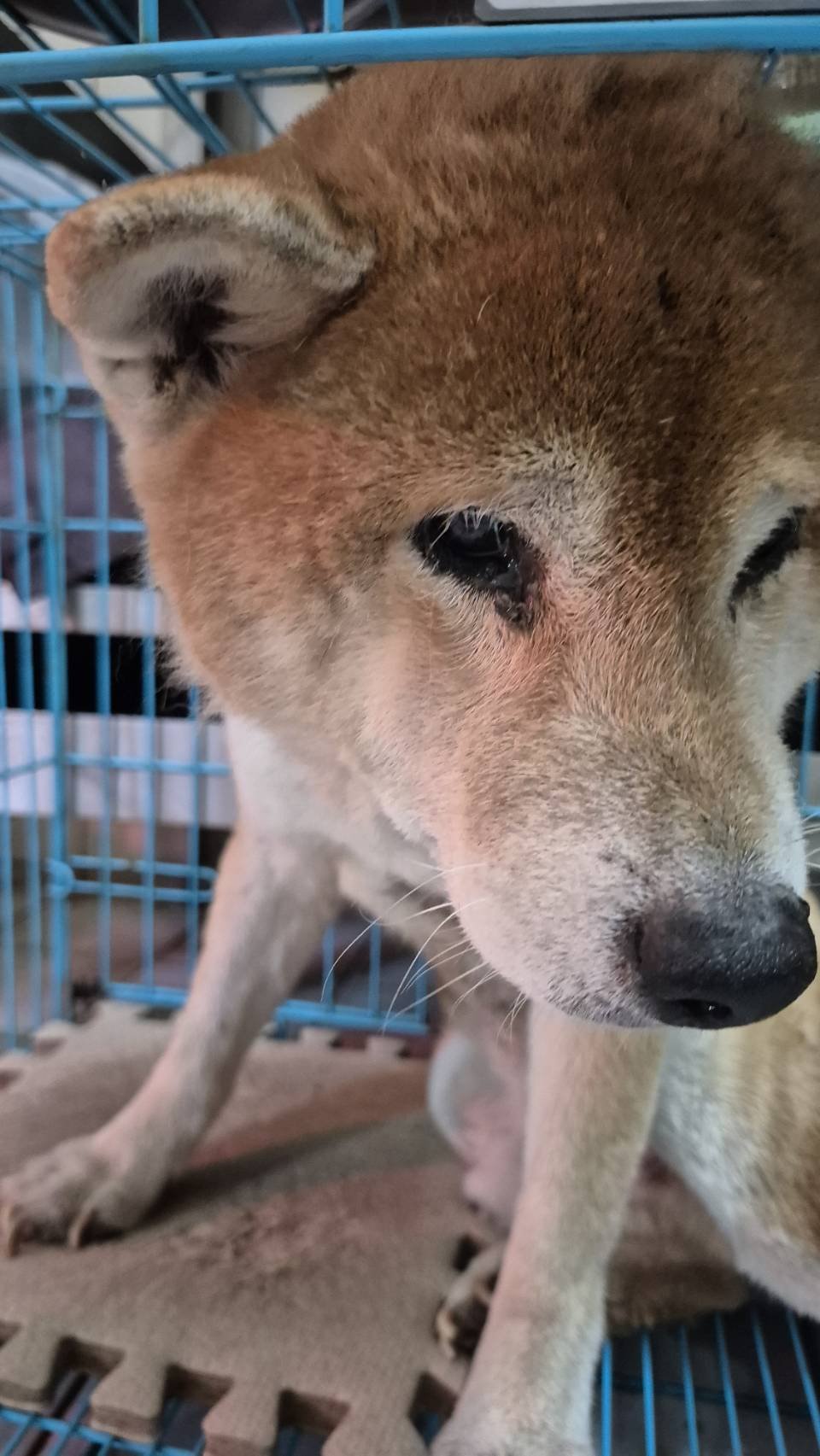 柴犬