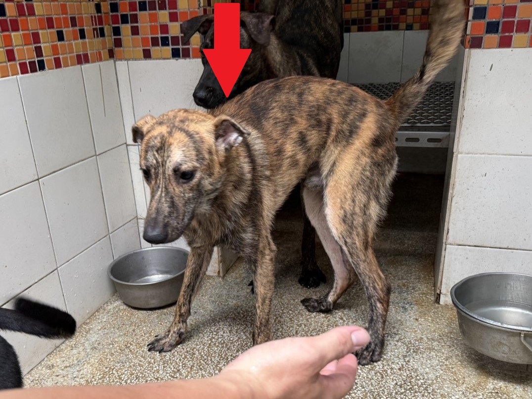 混種犬