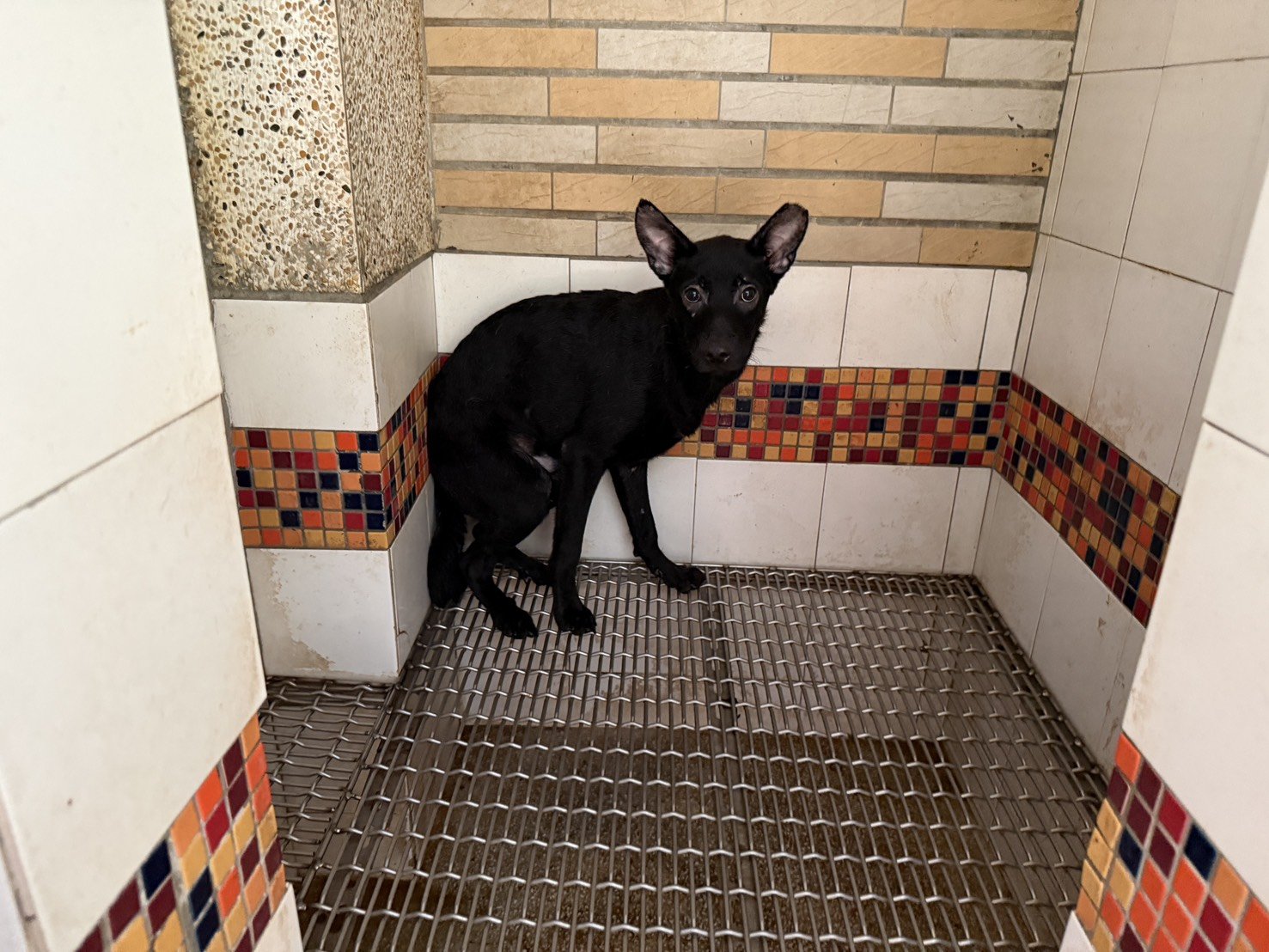 混種犬