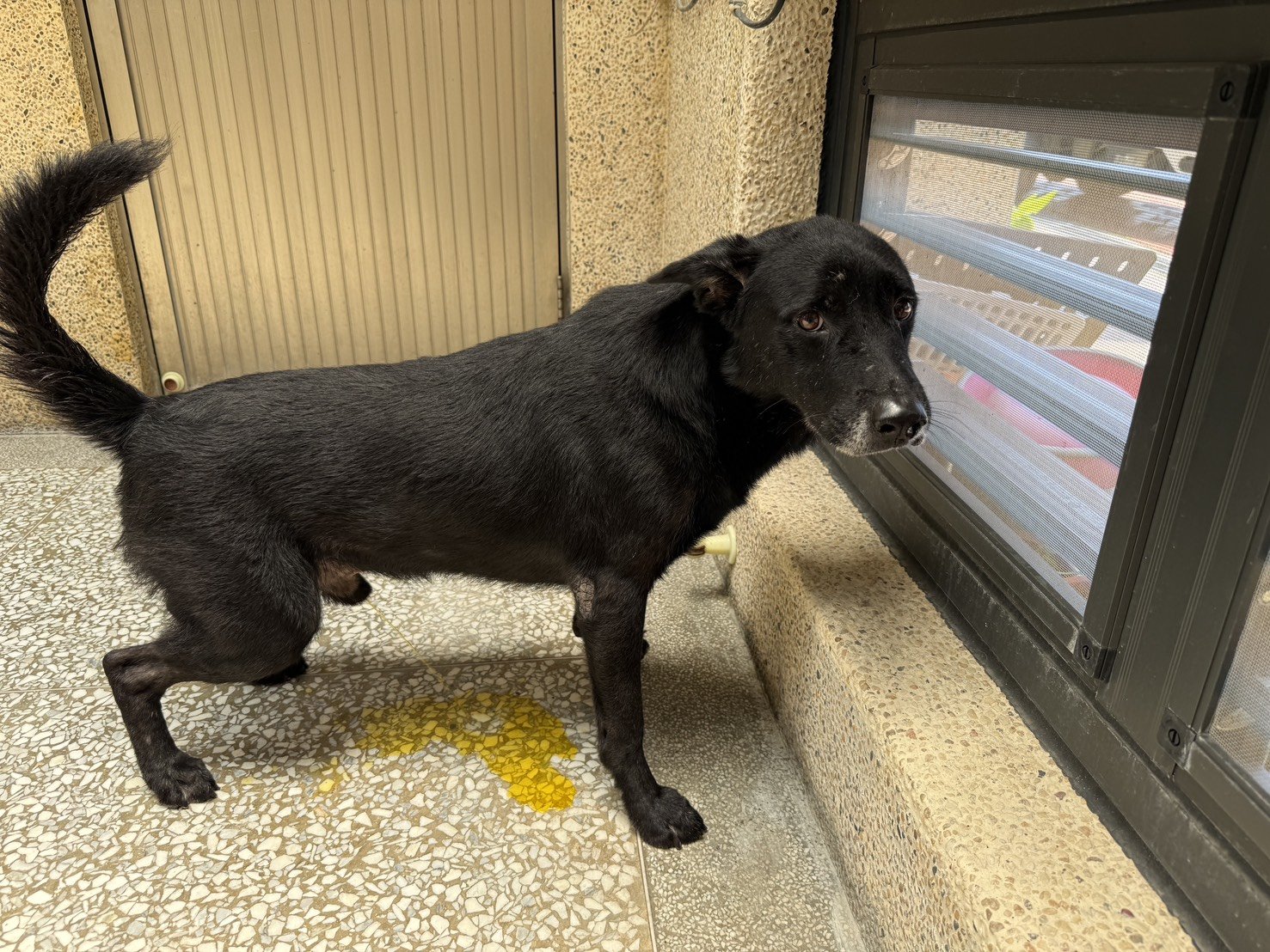 混種犬
