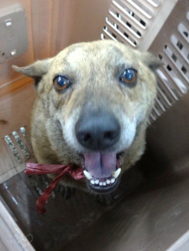 混種犬