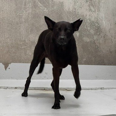 混種犬