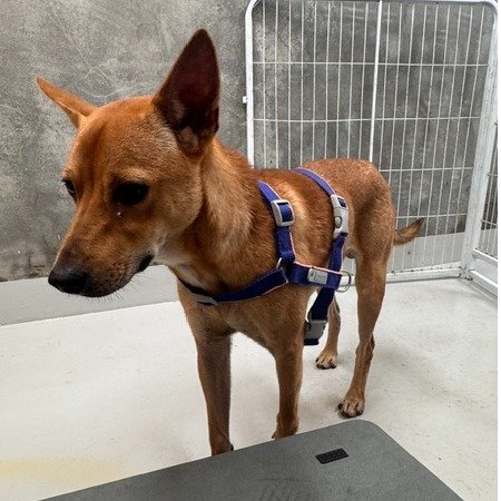 混種犬