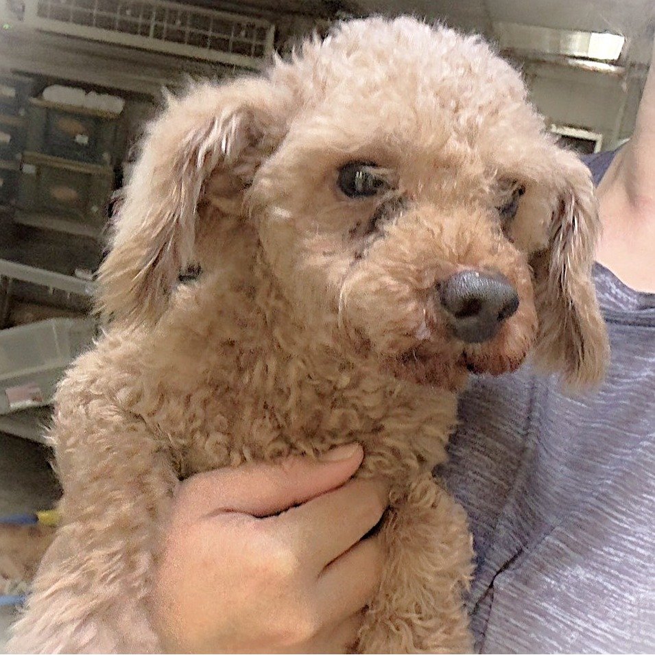 貴賓犬