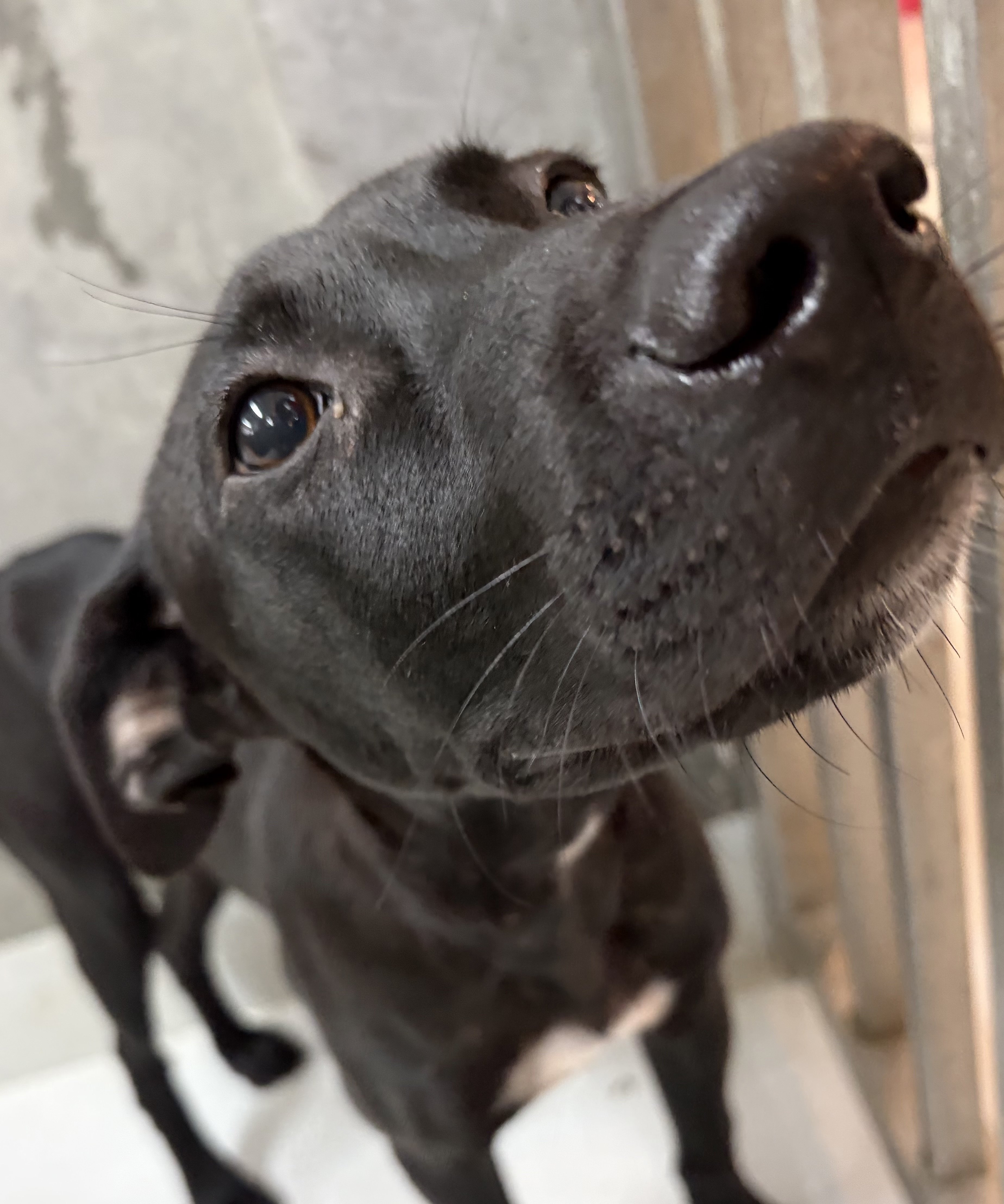 混種犬