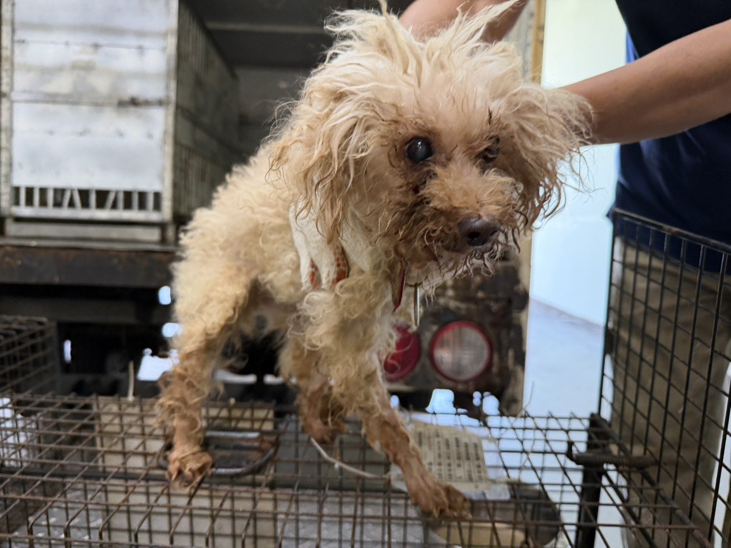 貴賓犬