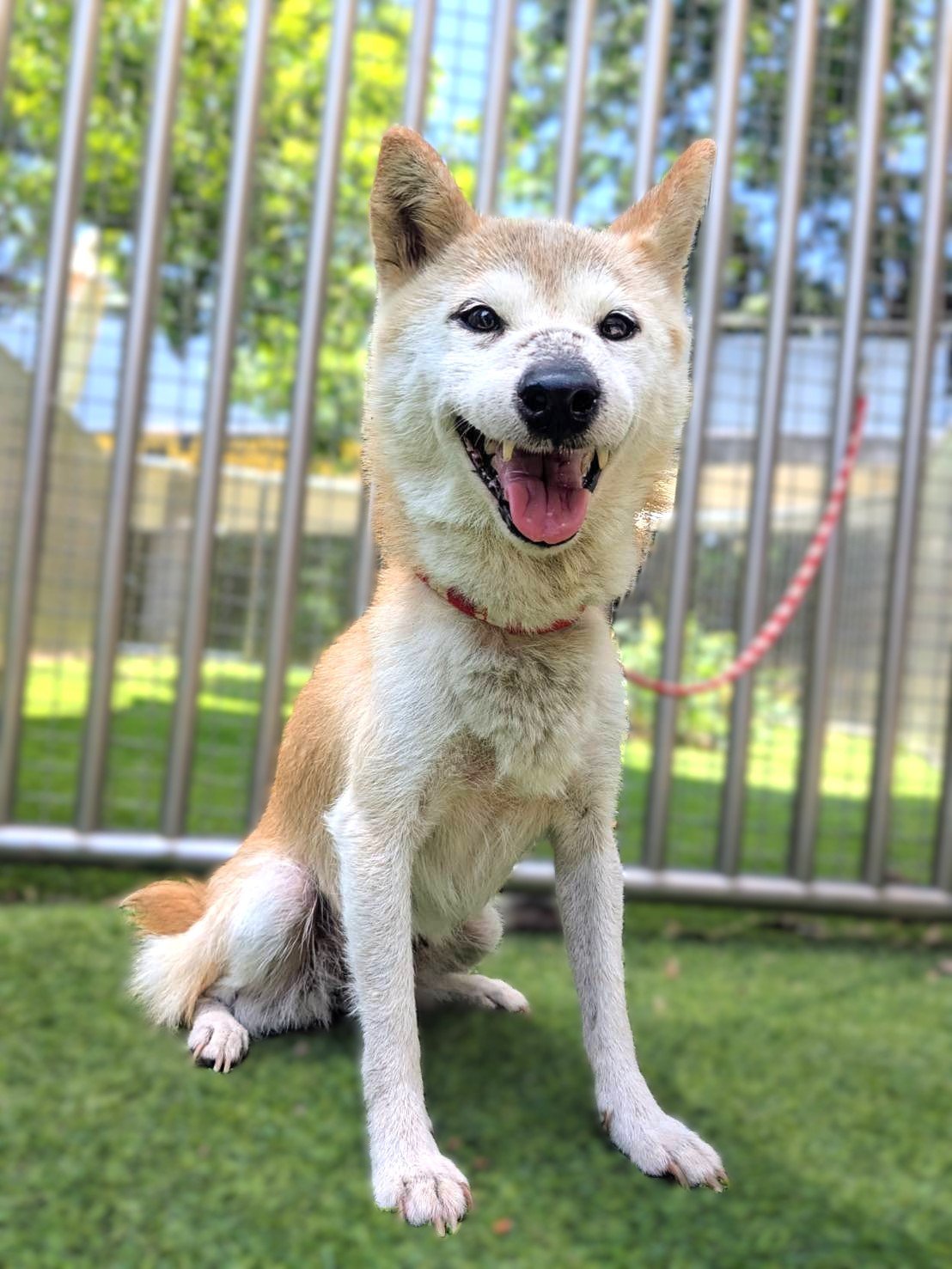 柴犬