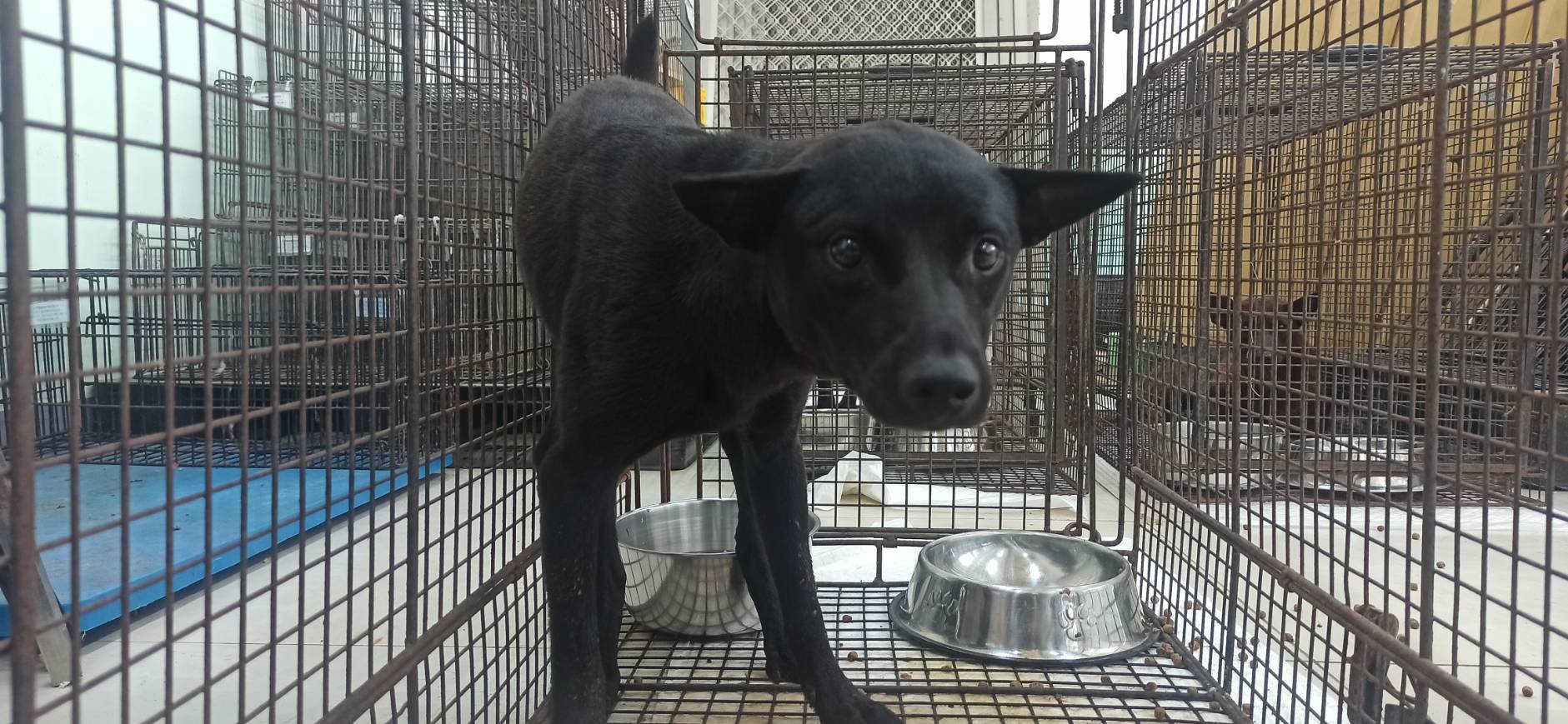 混種犬