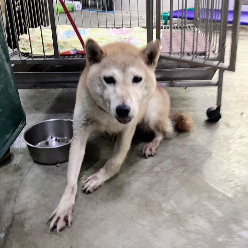 柴犬