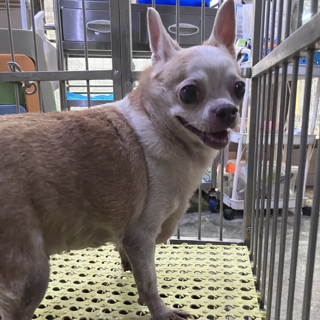 吉娃娃犬