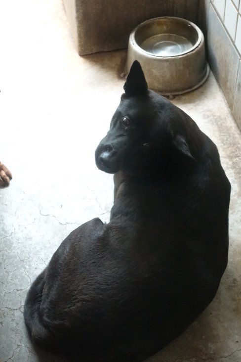 混種犬