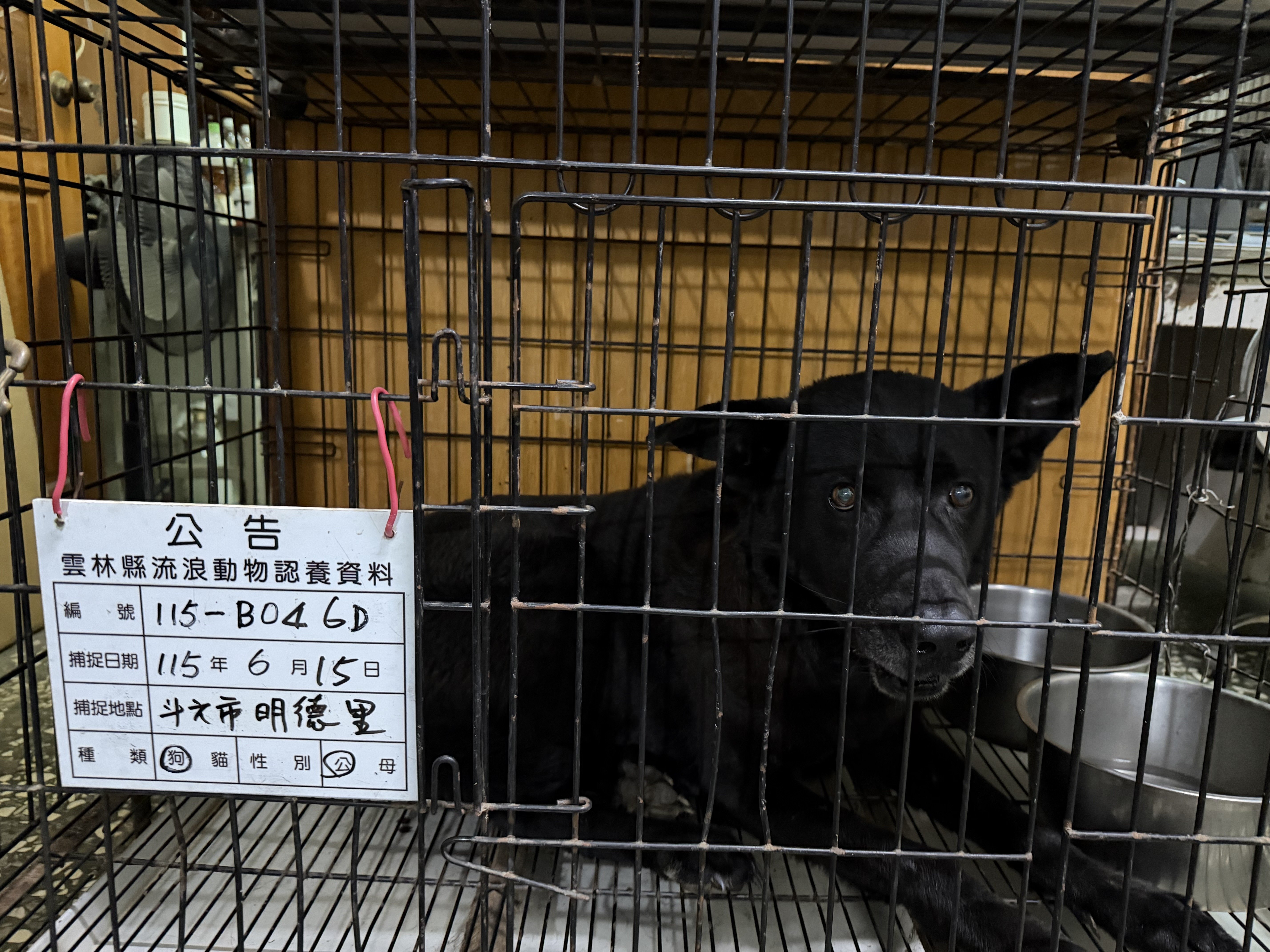 混種犬
