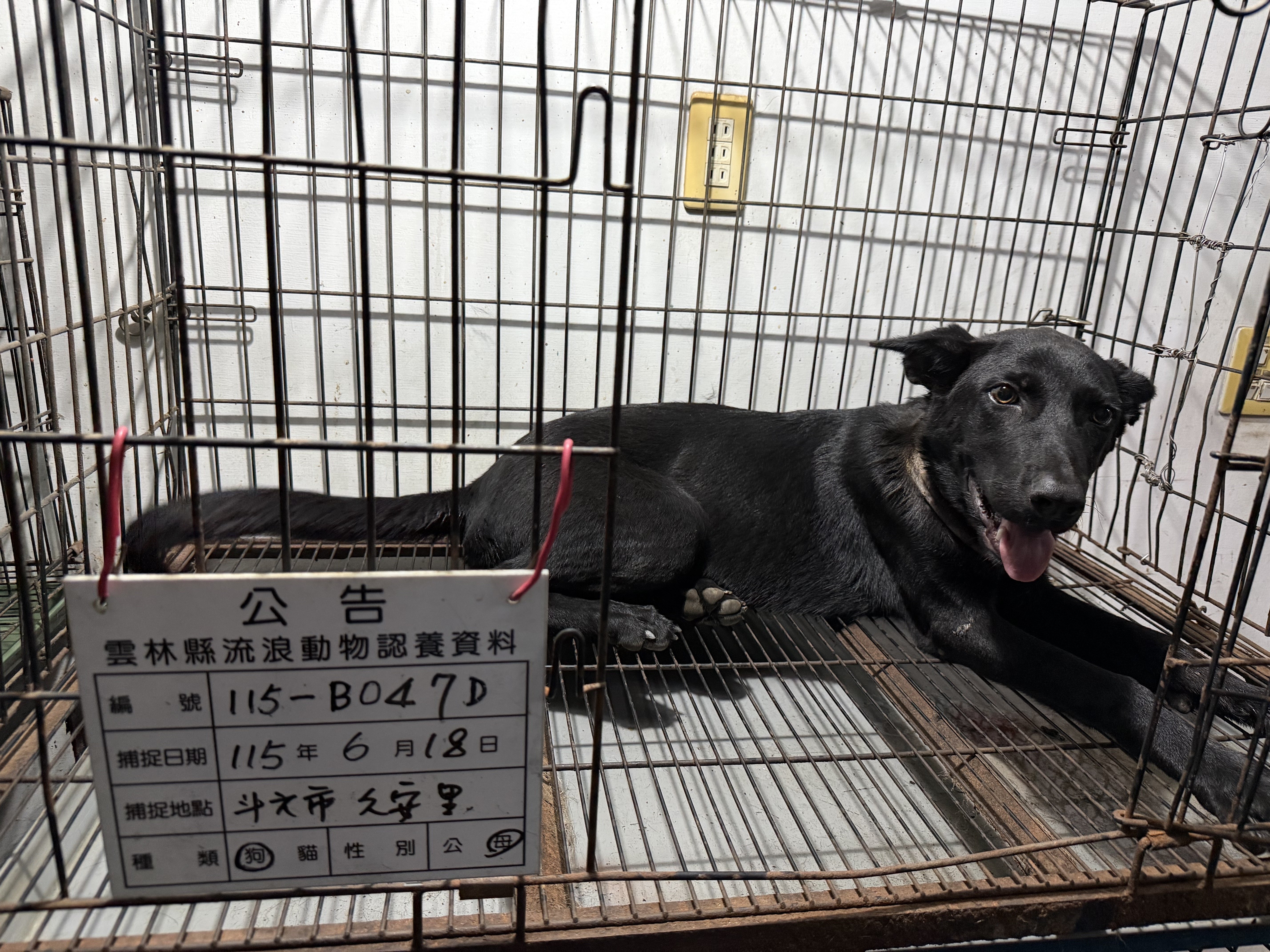 混種犬