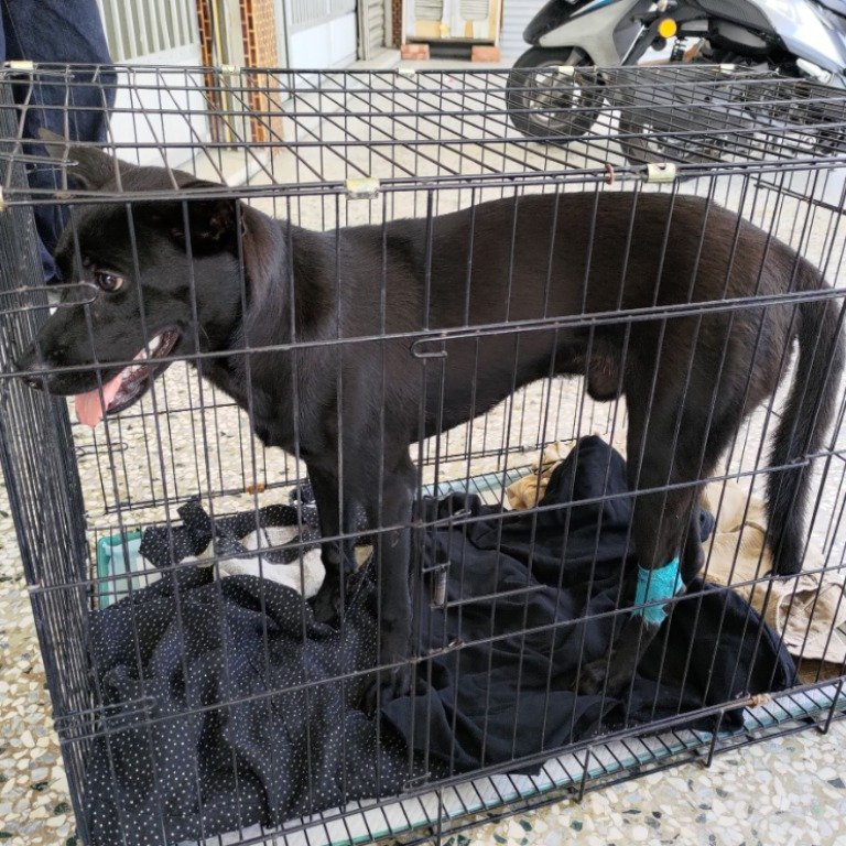 混種犬