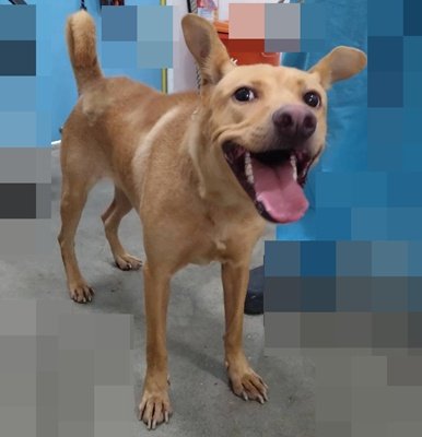 混種犬
