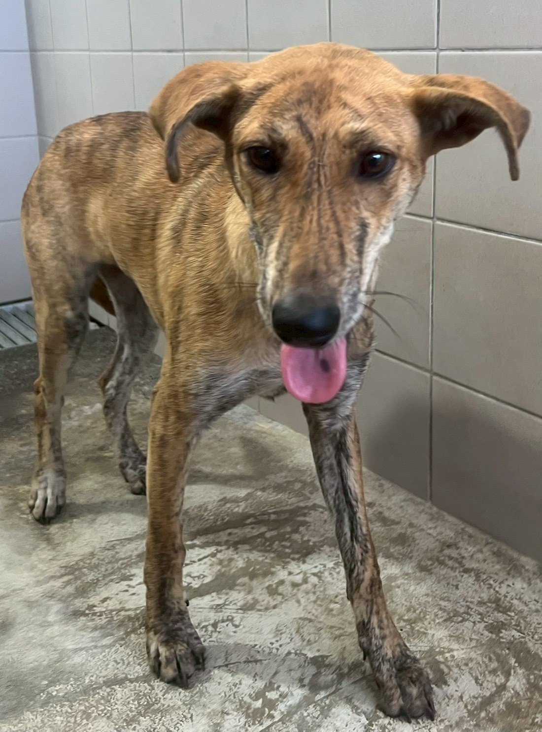 混種犬