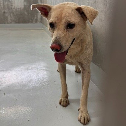 混種犬