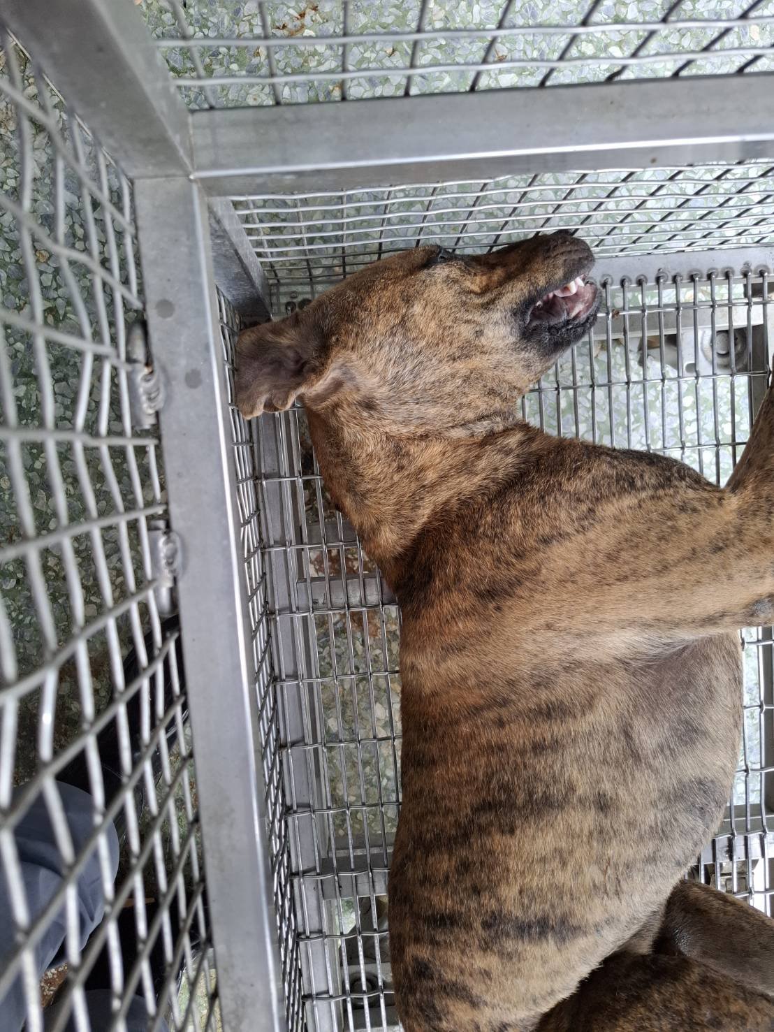 混種犬