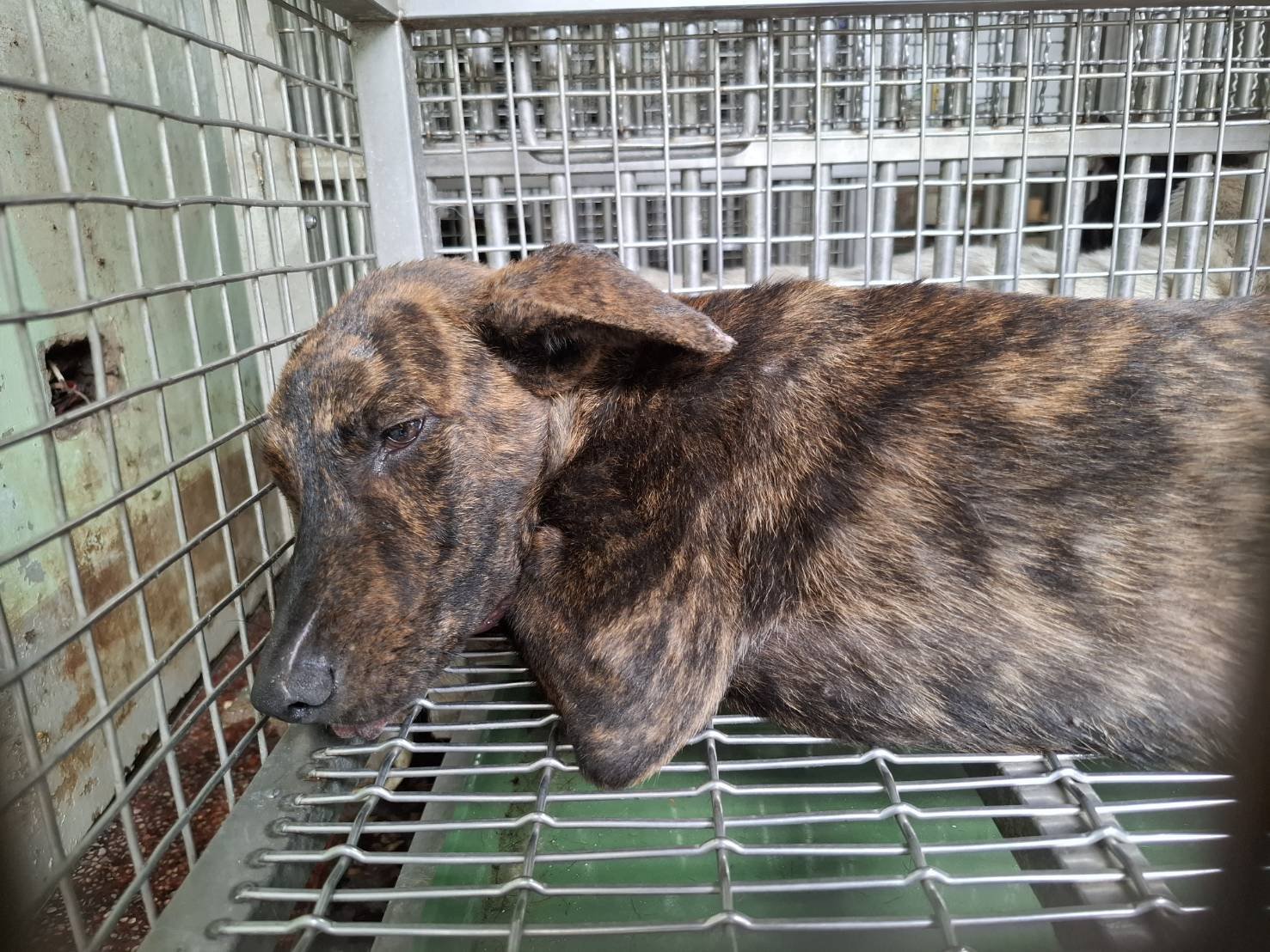 混種犬