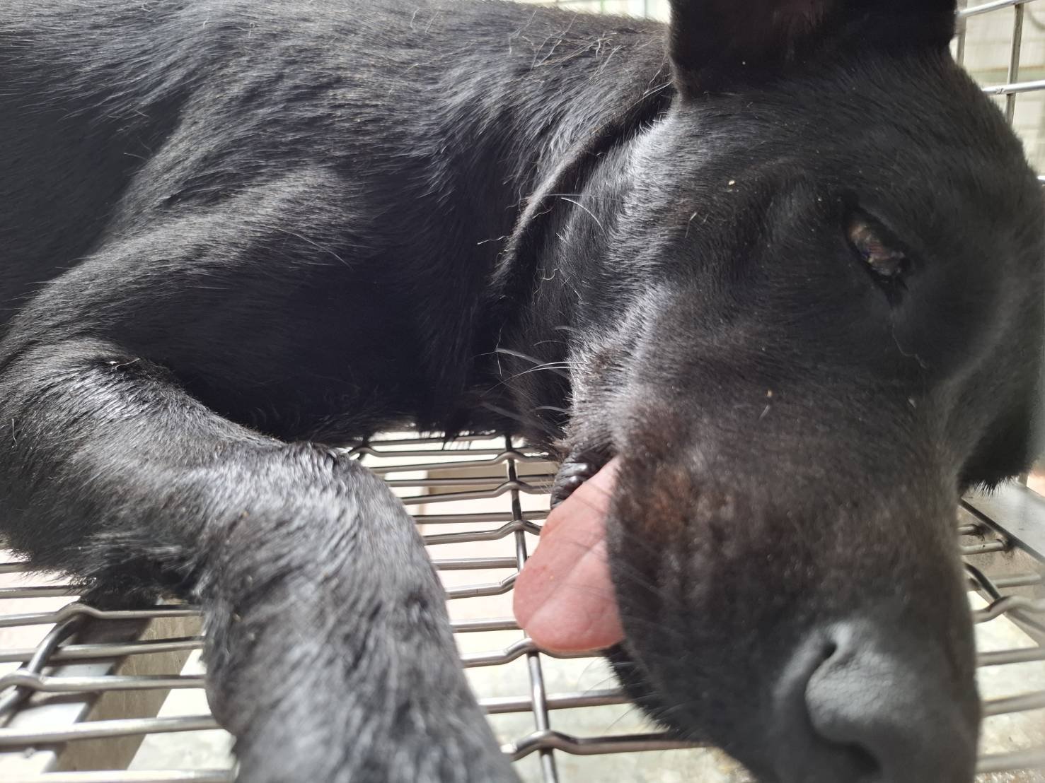 混種犬