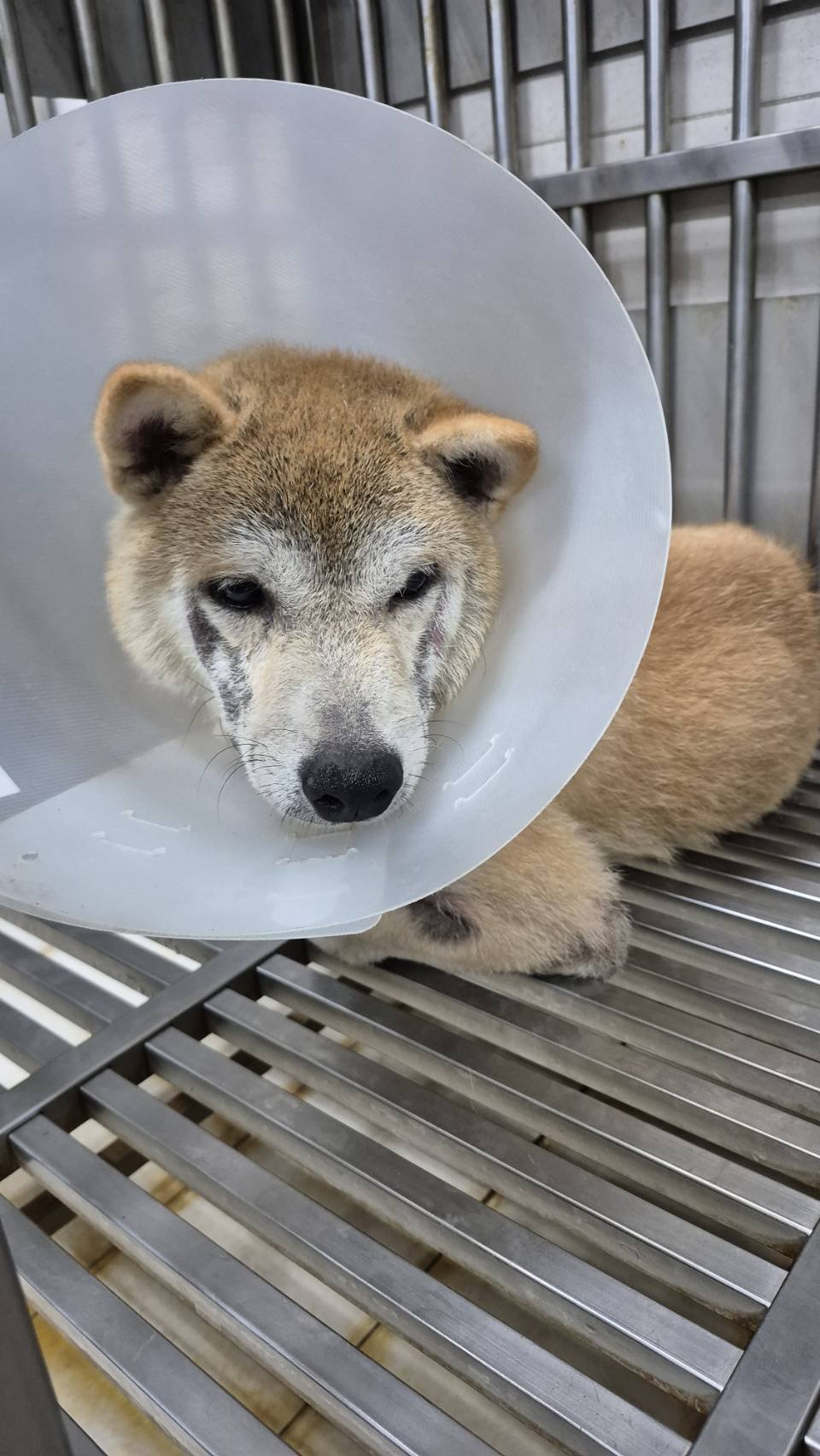 柴犬
