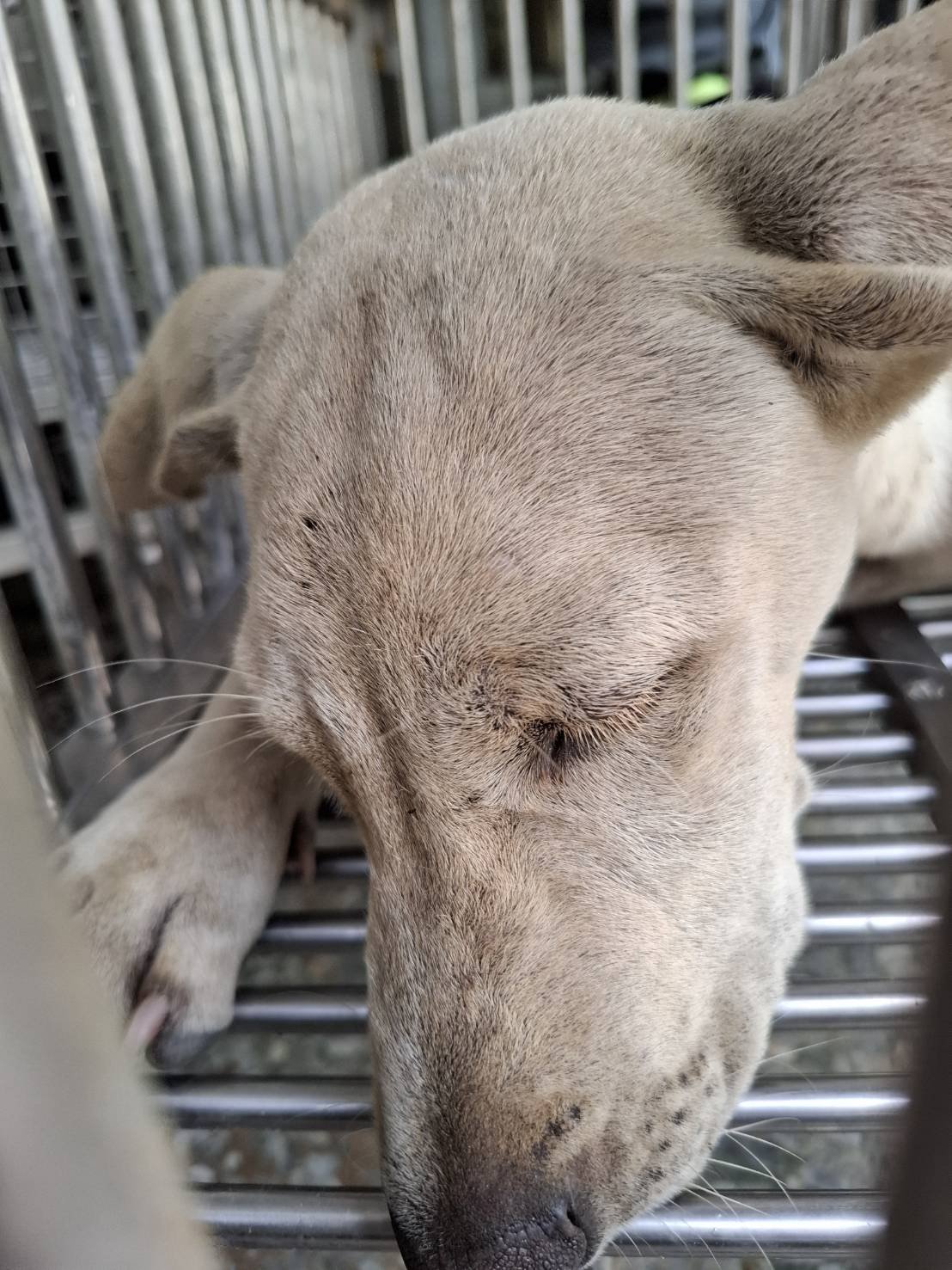 混種犬