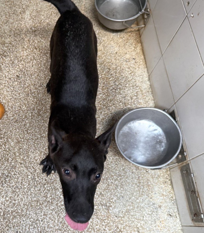 混種犬