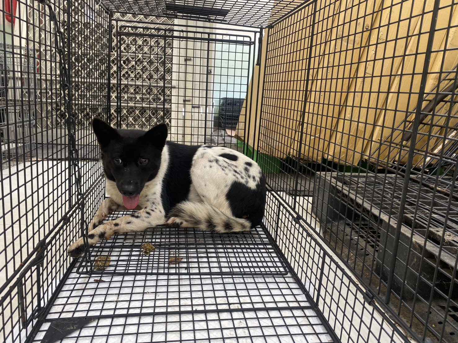 混種犬