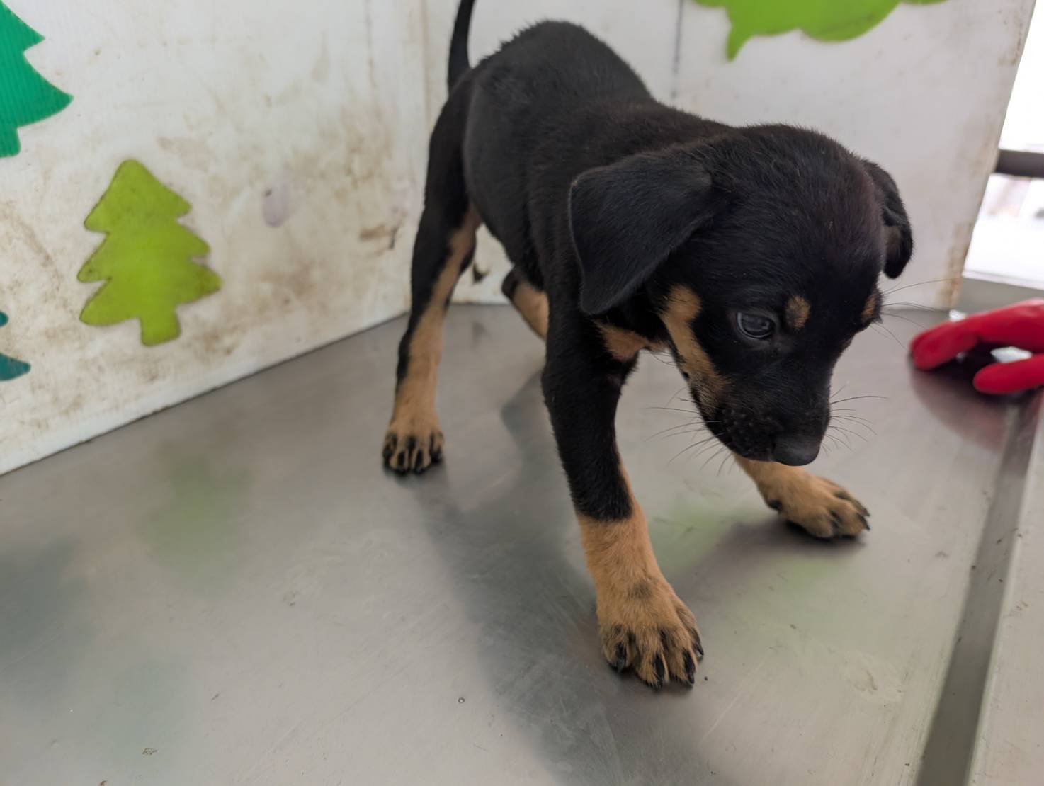 混種犬