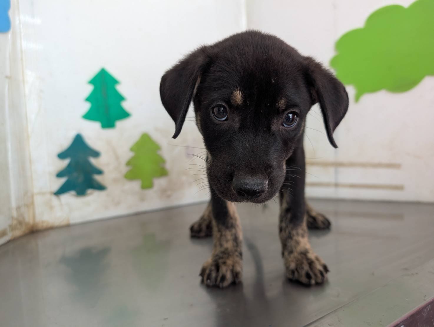 混種犬