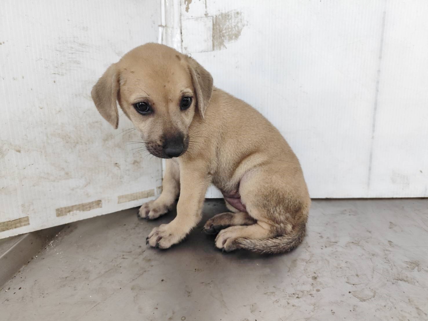 混種犬