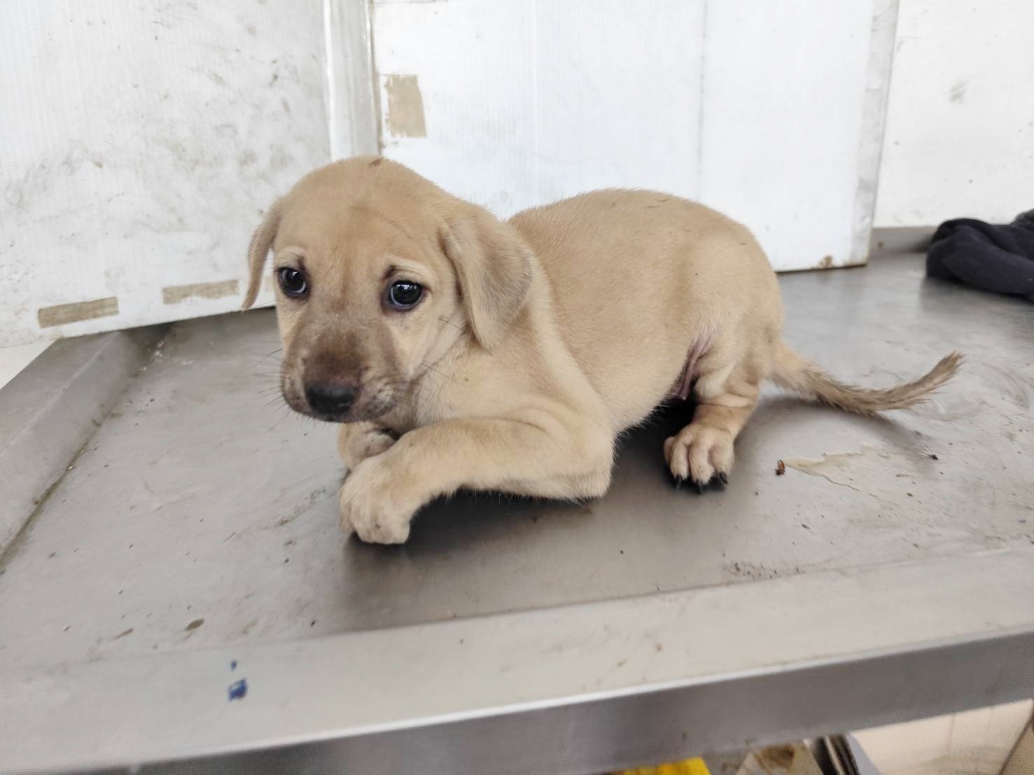 混種犬
