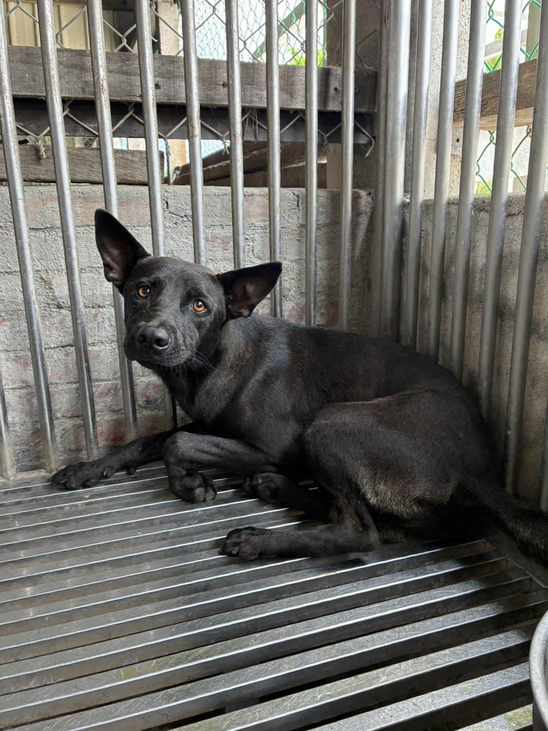 混種犬