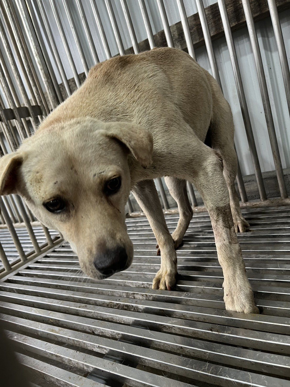 混種犬