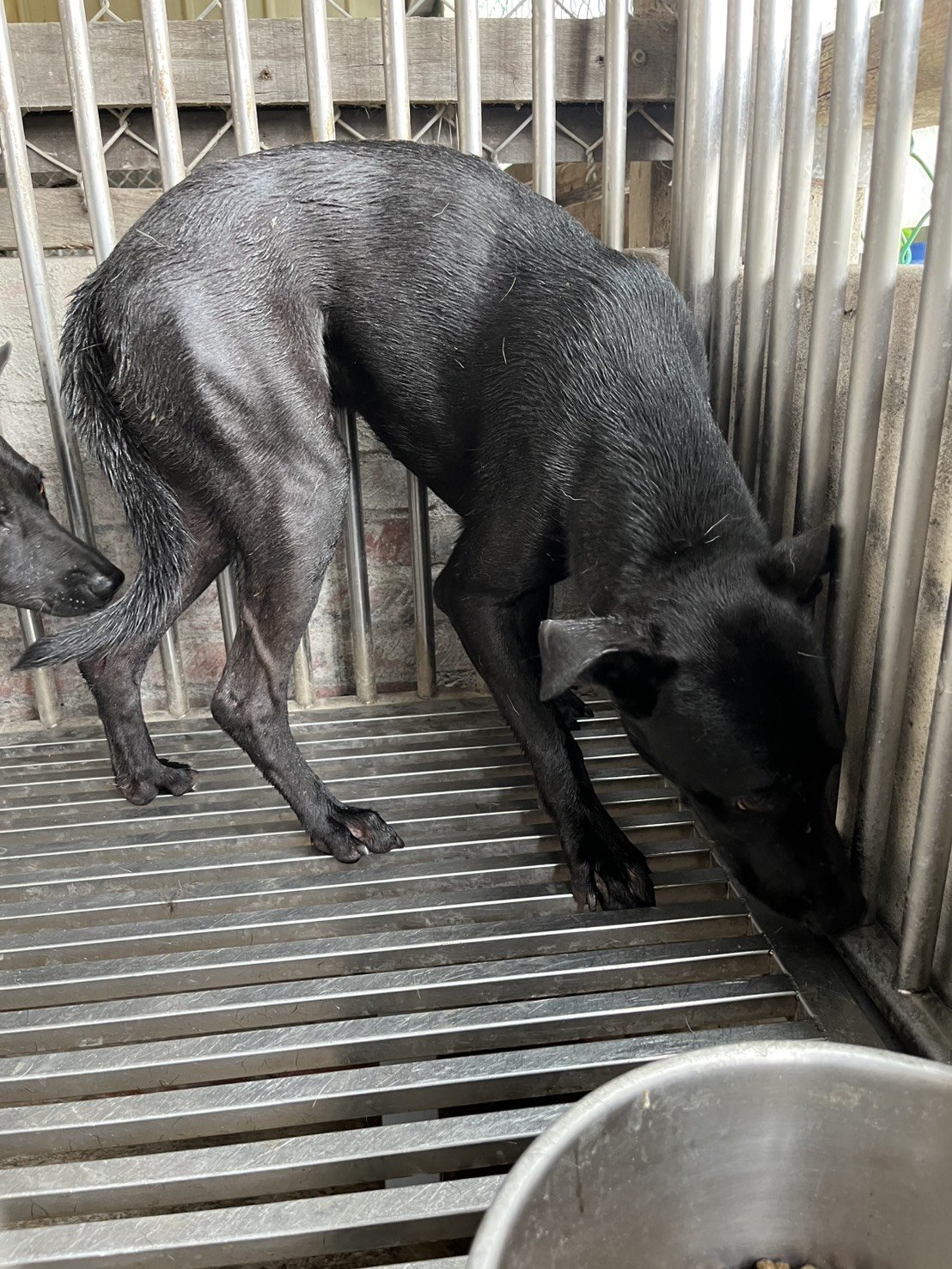 混種犬