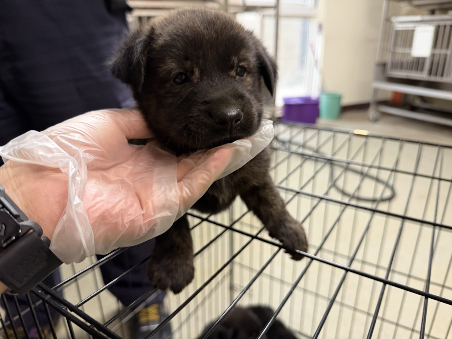 混種犬