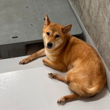柴犬