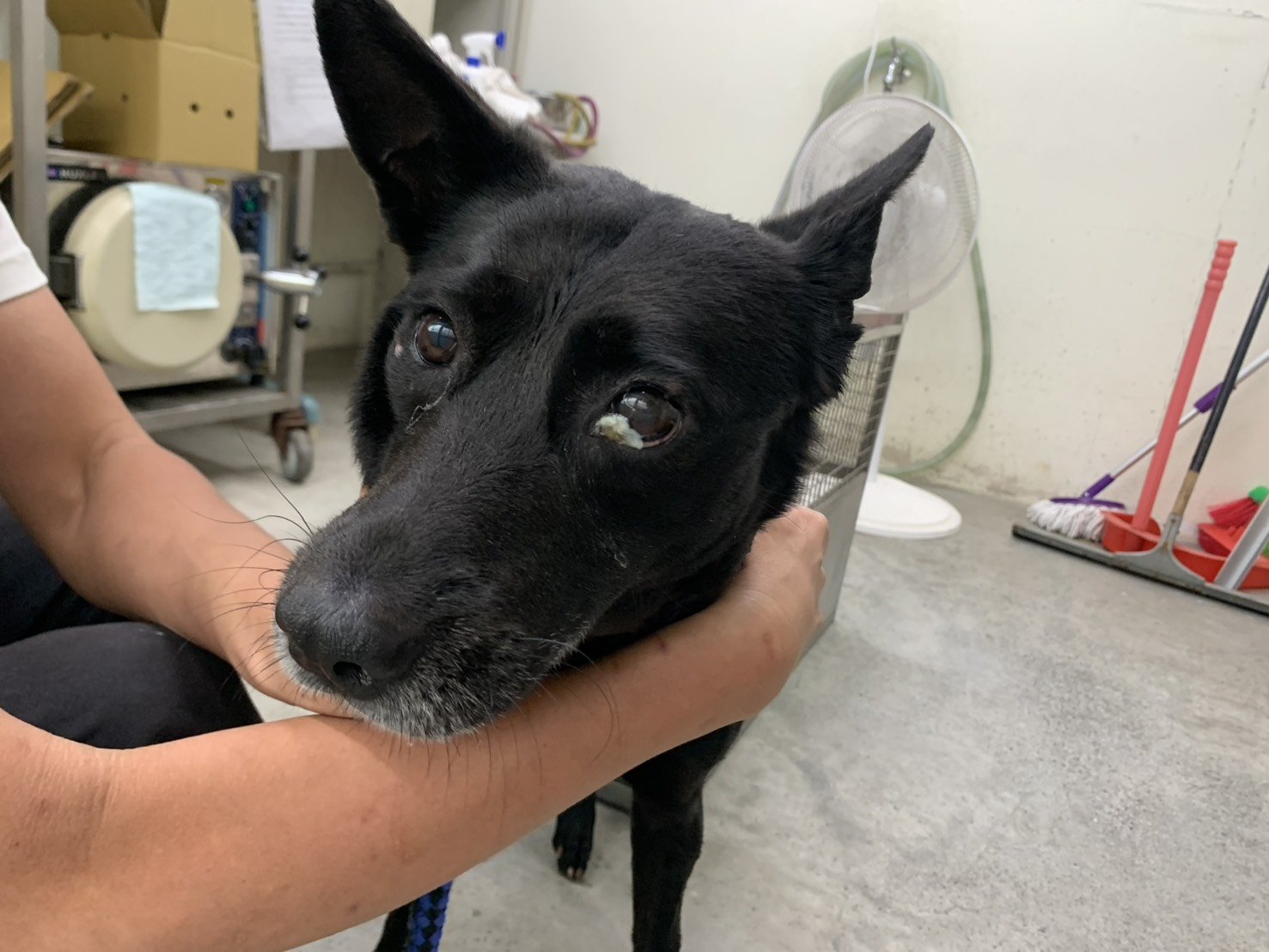 混種犬