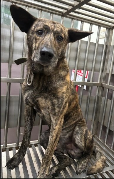 混種犬