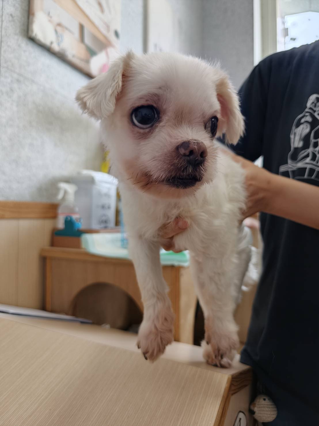 混種犬