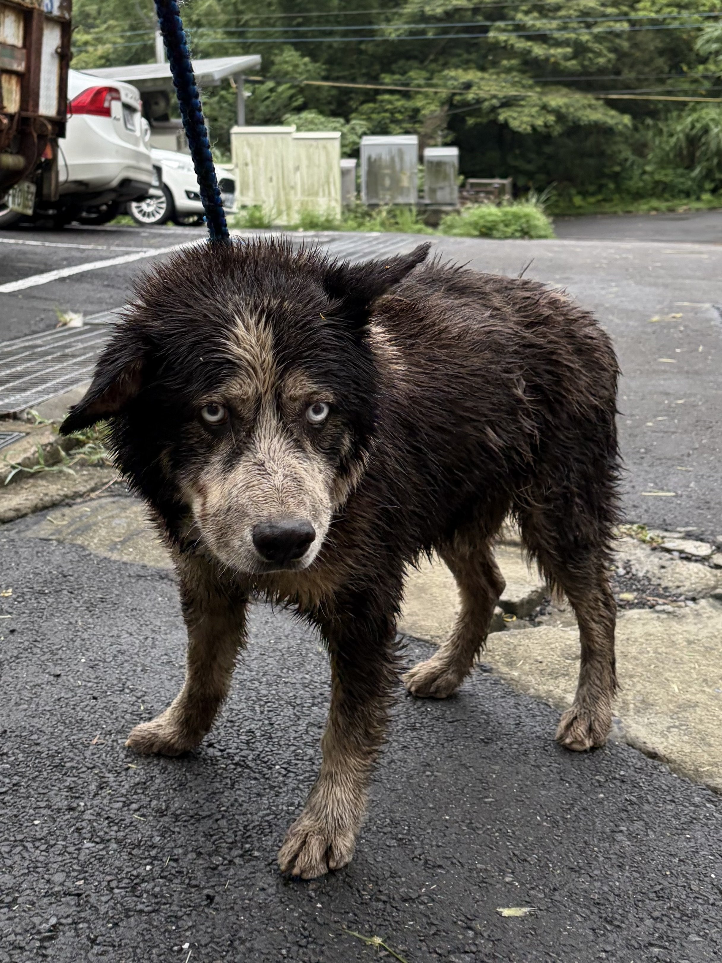 混種犬