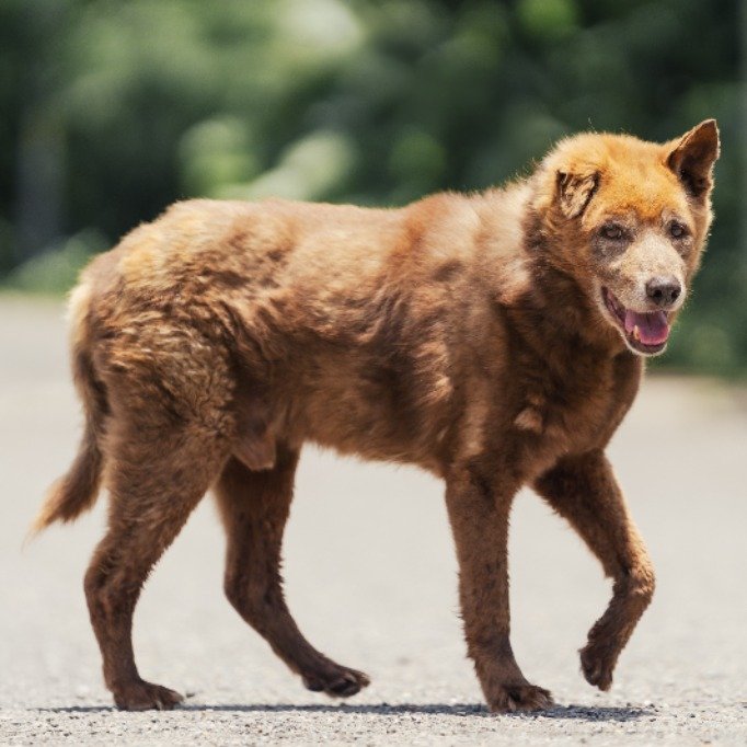 混種犬