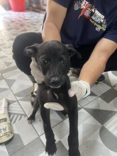 混種犬