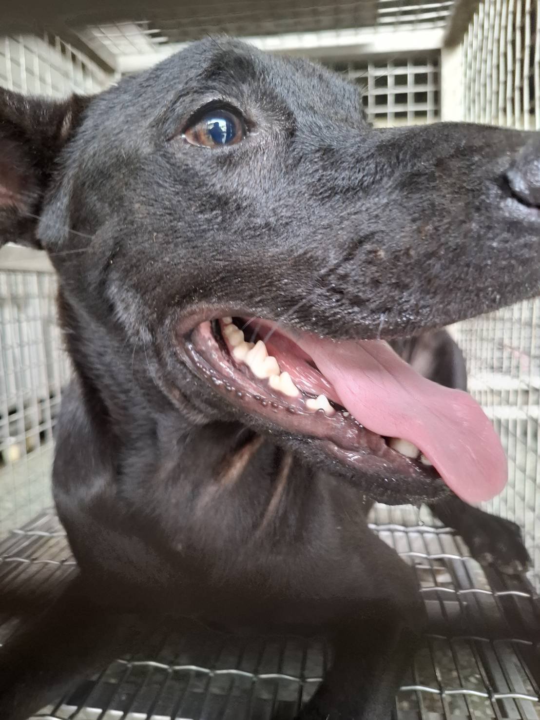 混種犬