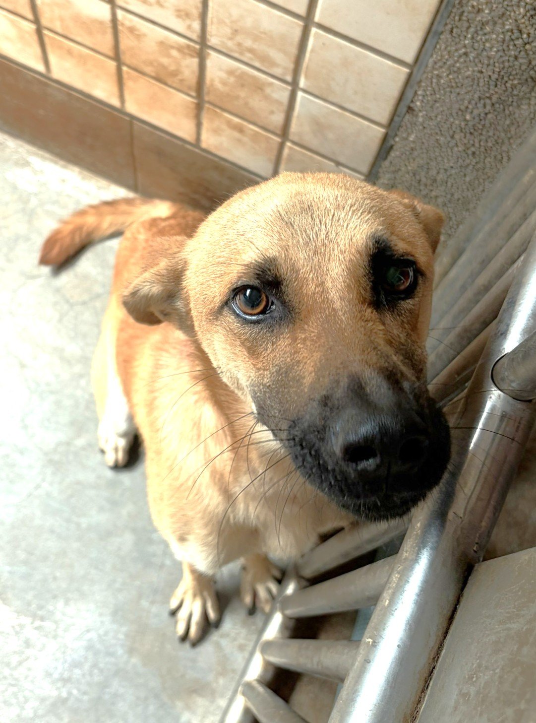 混種犬