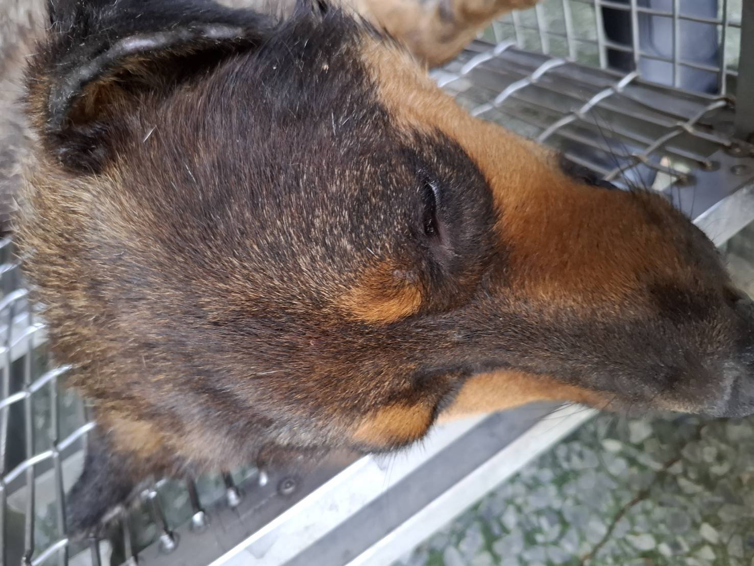 混種犬