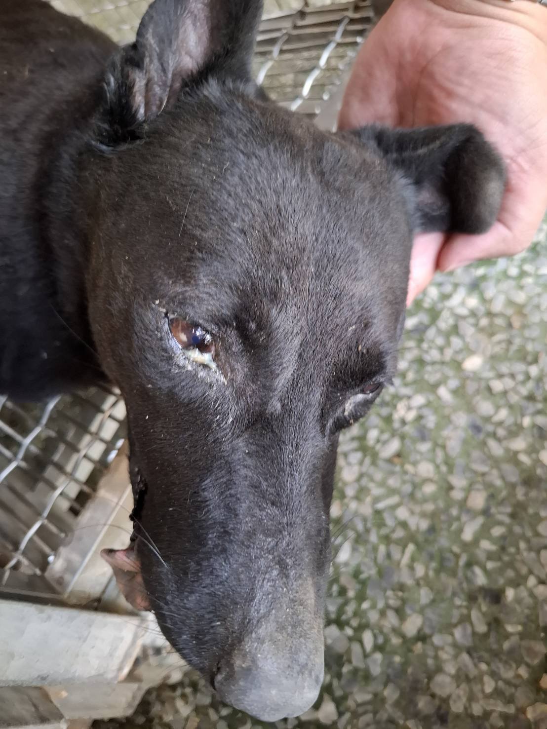 混種犬