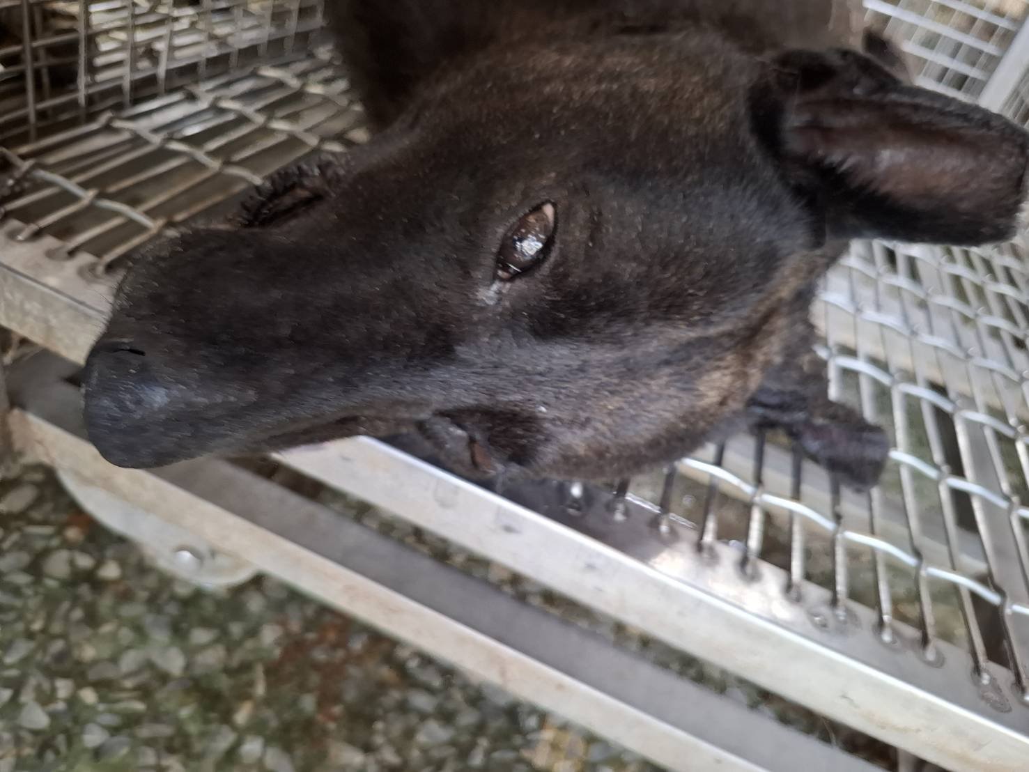 混種犬