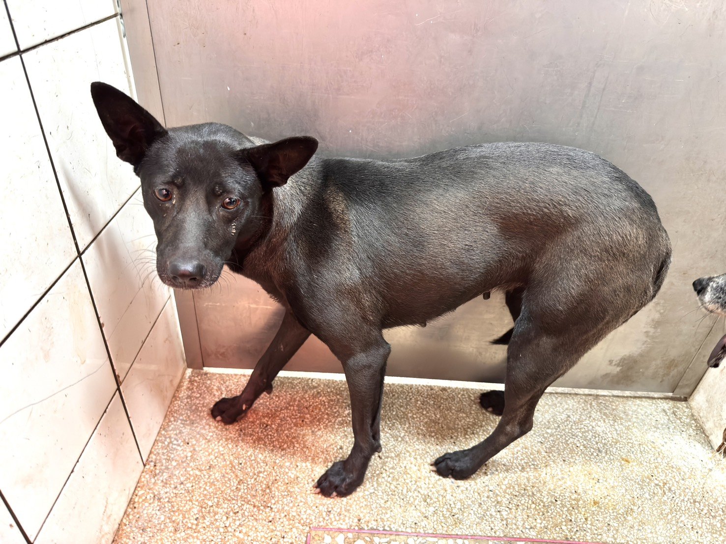 混種犬