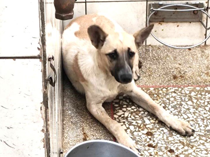 混種犬